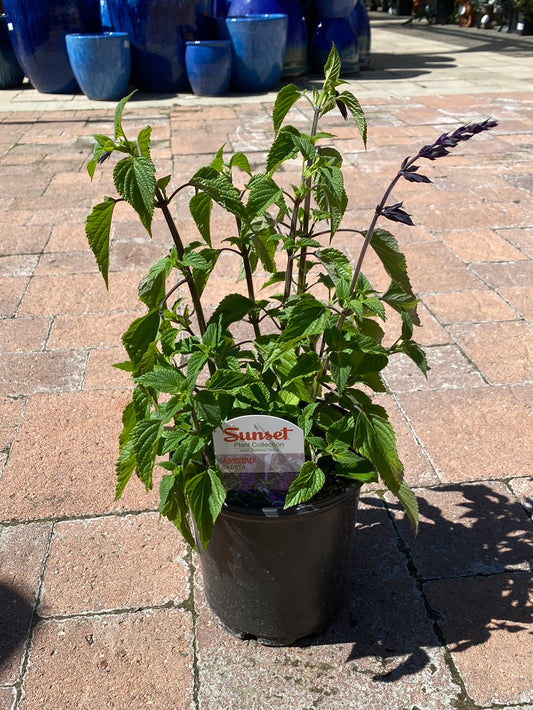 Salvia ‘Amistad Purple’