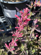 Load image into Gallery viewer, Agastache ‘Morello’