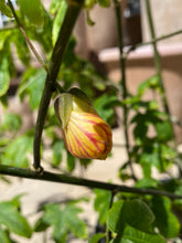 Load image into Gallery viewer, Abutilon ‘Tigers Eye’