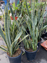 Load image into Gallery viewer, Sansevieria trifasciata