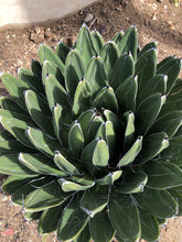 Load image into Gallery viewer, Agave victoriae-reginae &#39;Porcupine&#39;