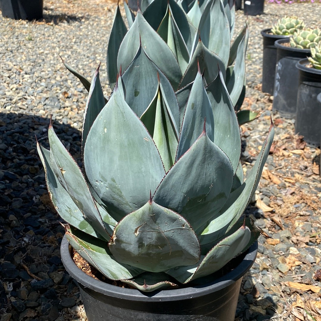 【極上レア株】特大！Agave Celsii Nova ノバ美株①アガベ　根付き Agave celsii 'Nova' – The Madd Potter