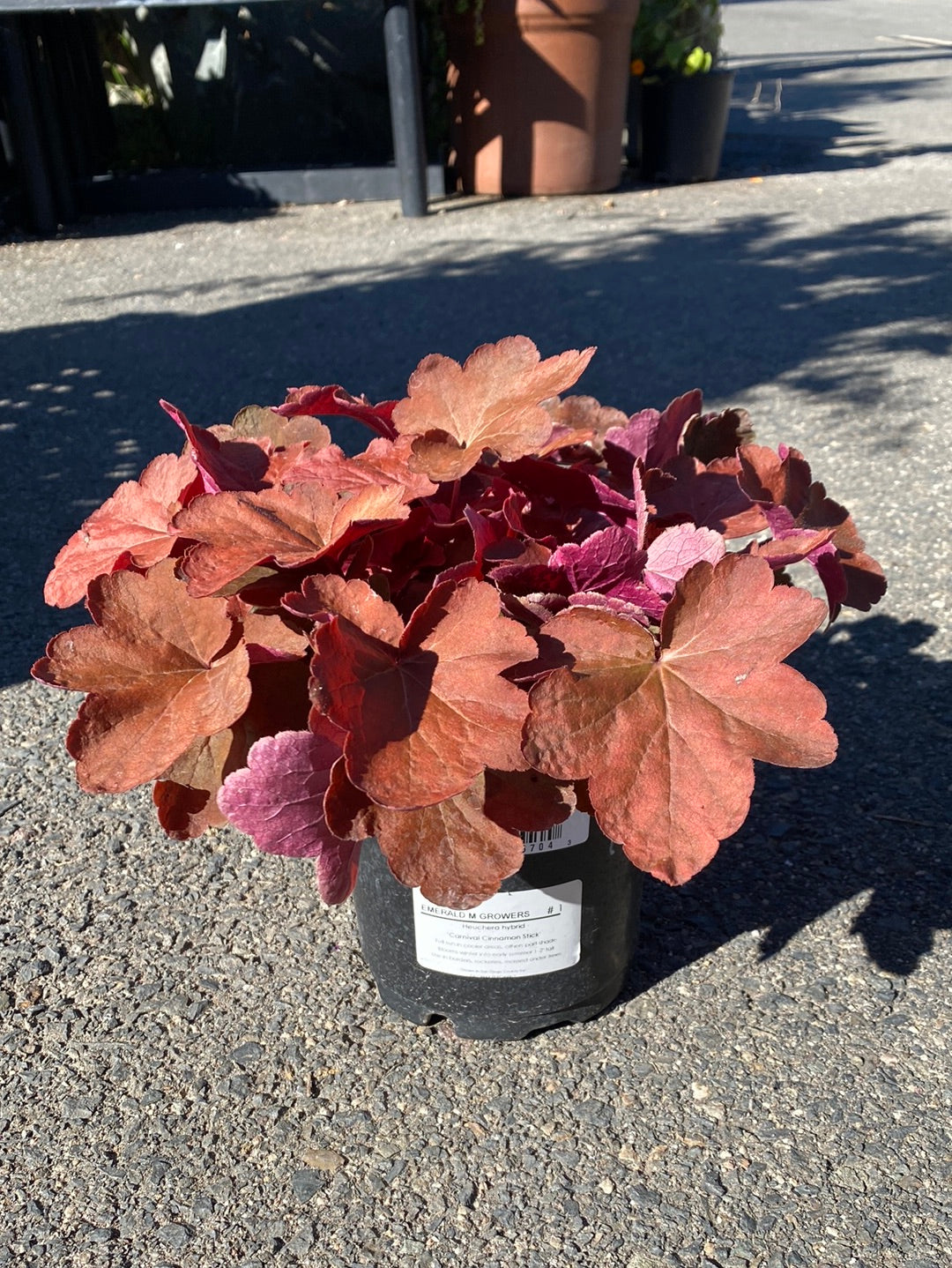 Heuchera hybrid