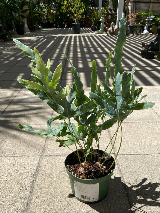 Phlebodium aureum