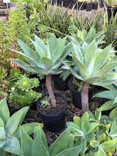 Load image into Gallery viewer, Agave attenuata