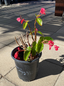 Begonia hybrida