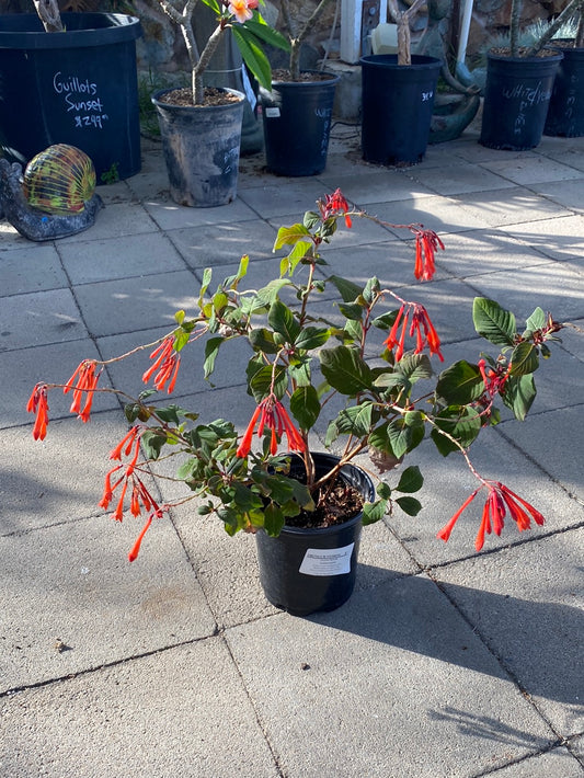 Fuchsia triphylla ‘Gartenmeister’