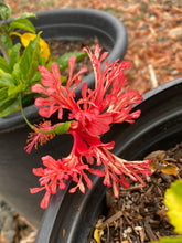 Load image into Gallery viewer, Hibiscus schizopetalus