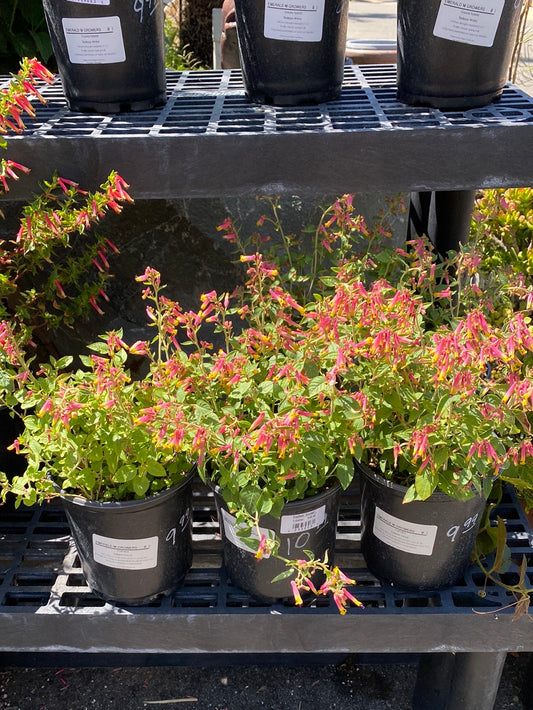 Cuphea ‘Funny Face’