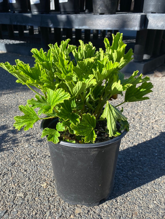 Pelargonium ‘Orange Fizz’