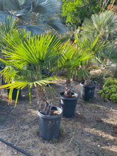 Load image into Gallery viewer, Trachycarpus fortunei