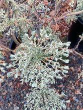 Load image into Gallery viewer, Euphorbia characias