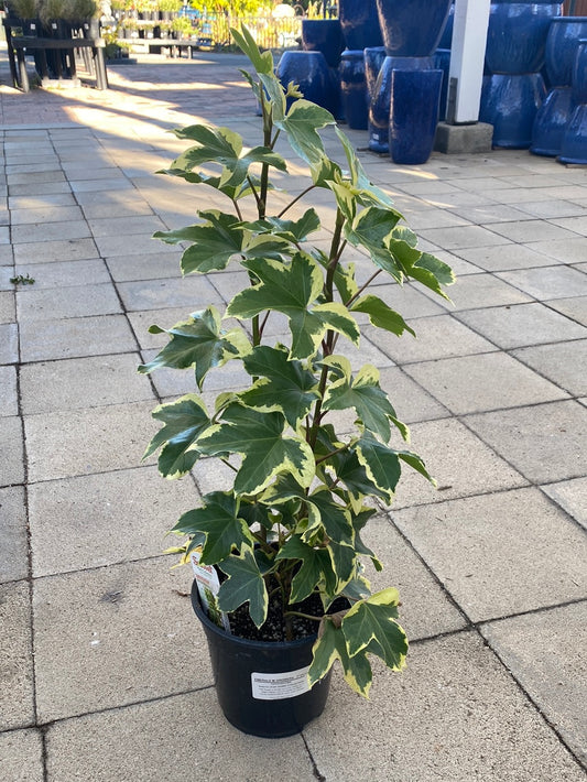 Fatshedera ‘Angyo Star’