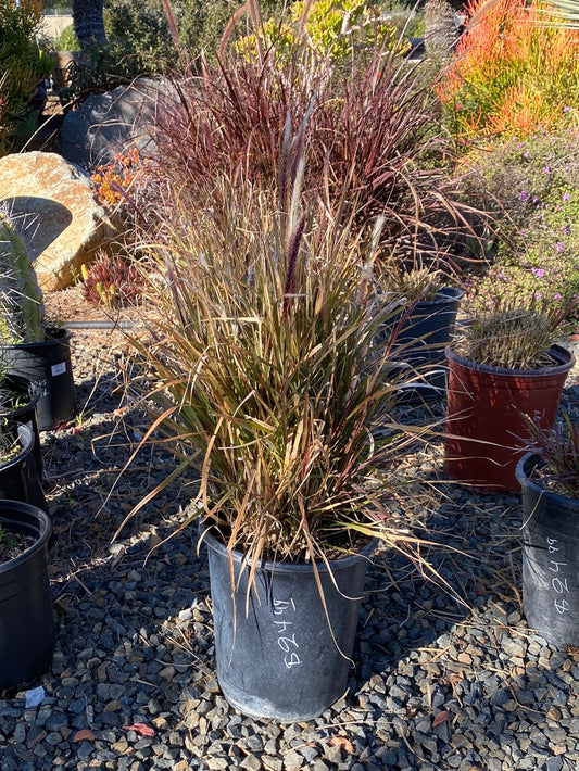 Pennisetum setaceum ‘Rubrum’