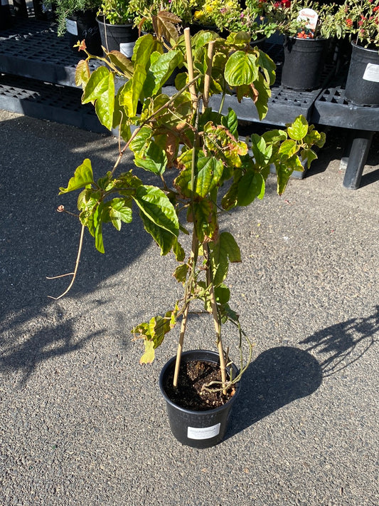 Passiflora vitifolia ‘Grapes’