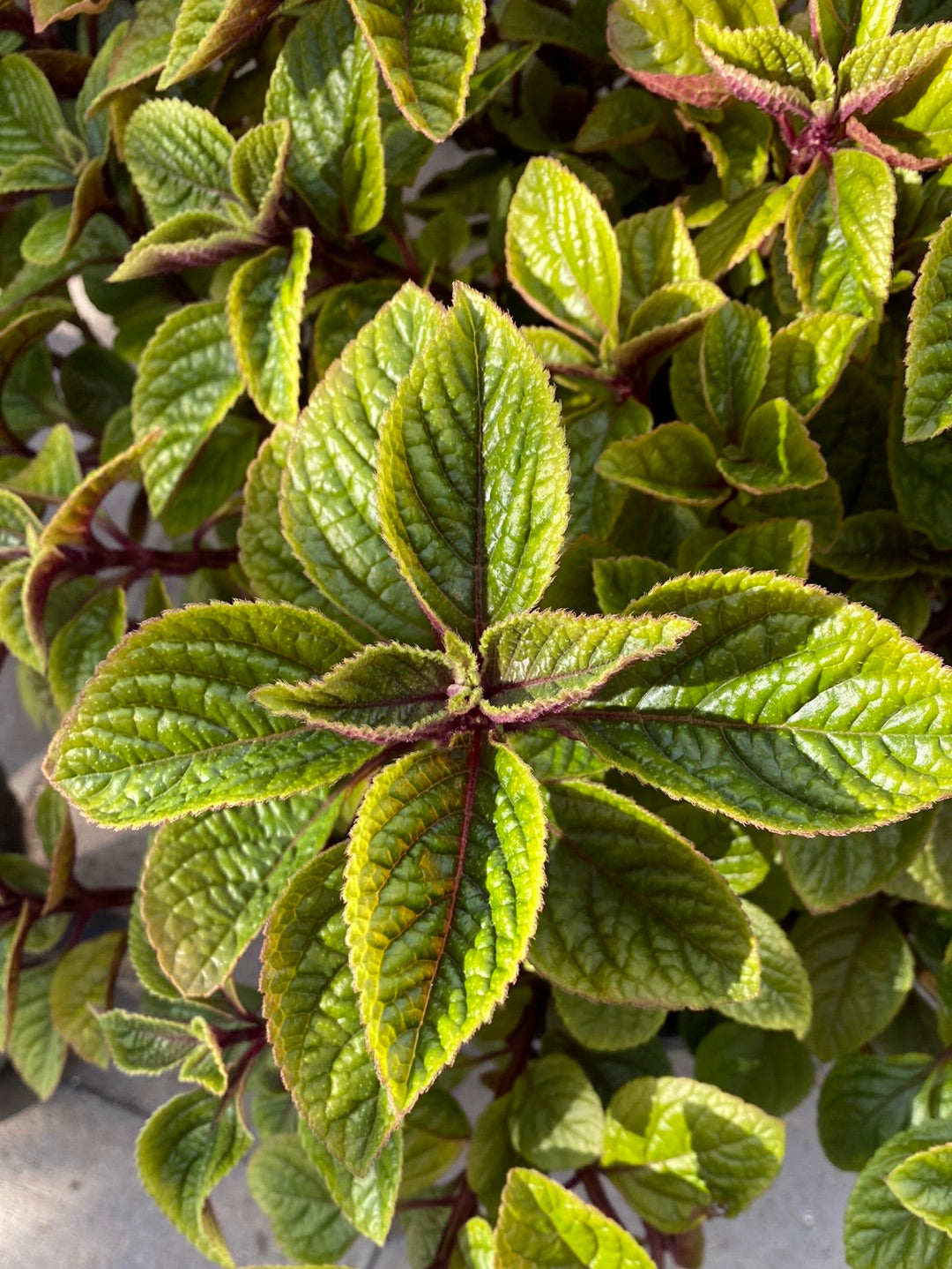 mona lisa lavender plant Plectranthus 'Mona Lavender' – The Madd Potter