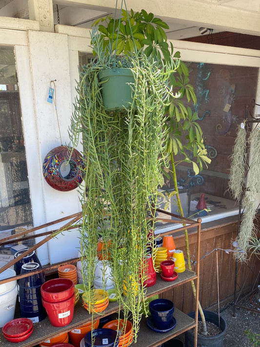 Senecio radicans ‘String of Fishhooks’