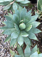 Load image into Gallery viewer, Agave parryi