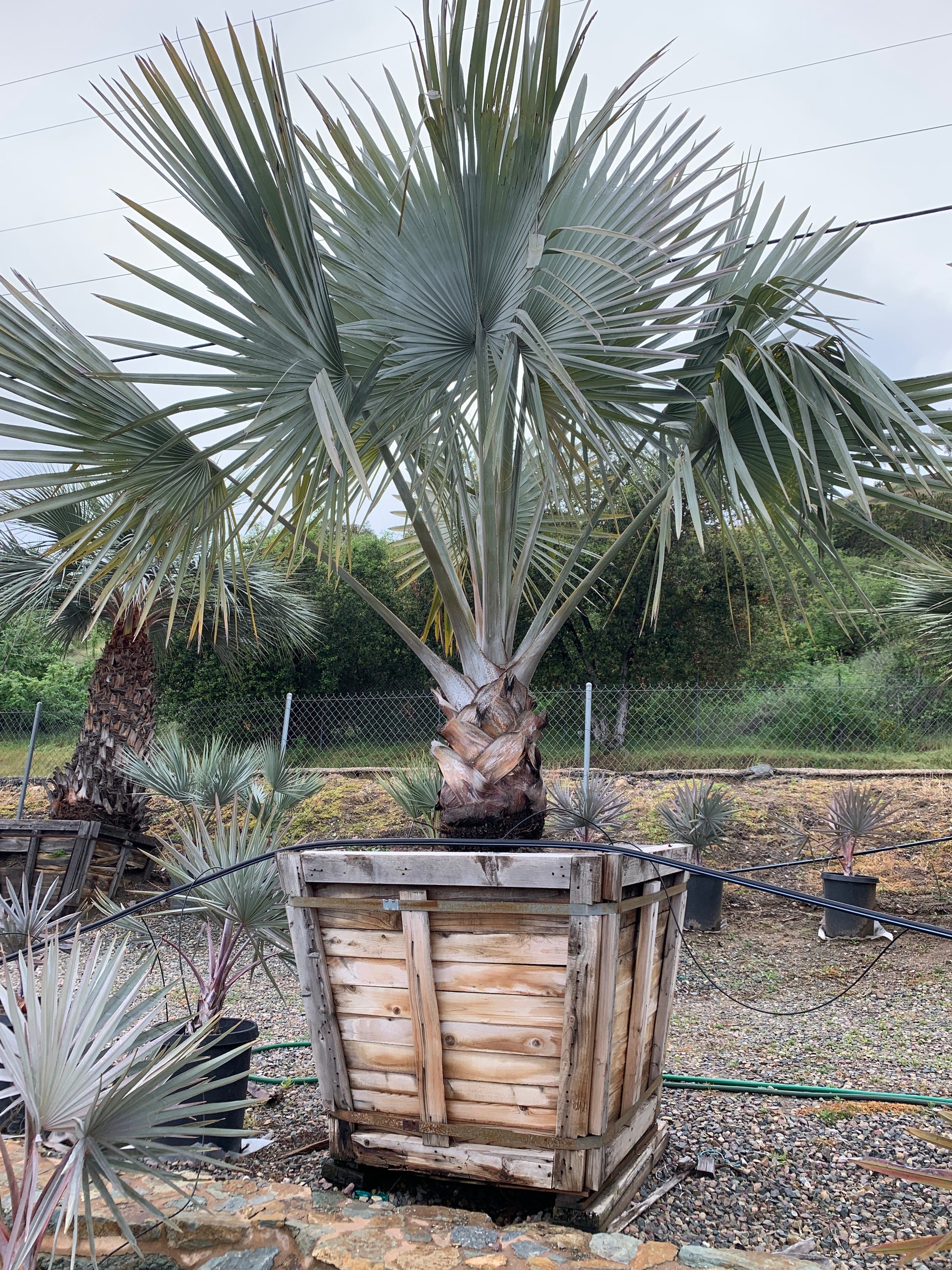 bismarckia palm plant Bismarckia nobilis – The Madd Potter
