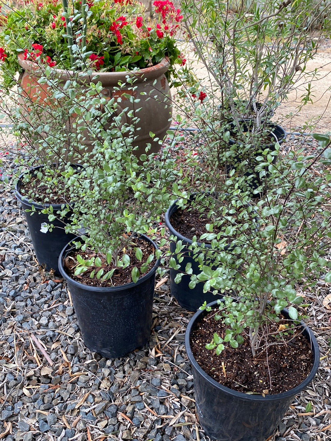 Pittosporum tenuifolium 'Silver Sheen' – The Madd Potter