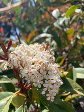 Load image into Gallery viewer, Photinia x fraseri