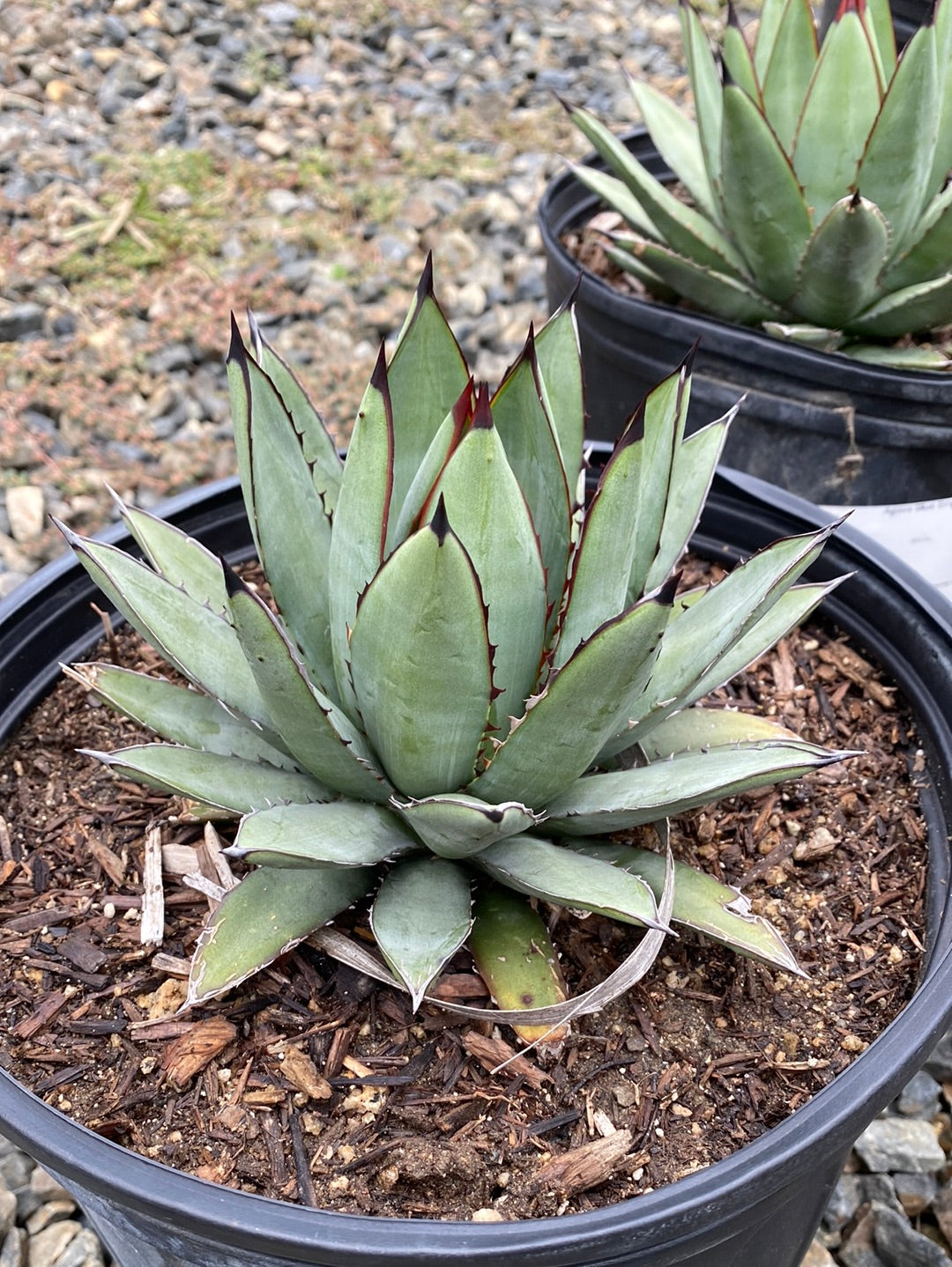 Agave 'Blue Emperor' – The Madd Potter