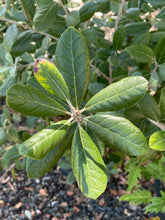 Load image into Gallery viewer, Feijoa sellowiana ‘Pineapple Guava’