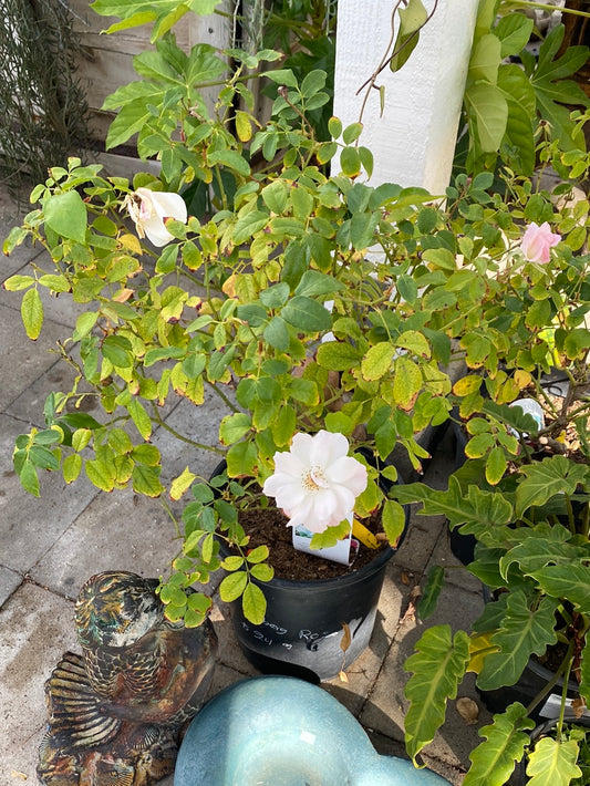 Iceberg Rose