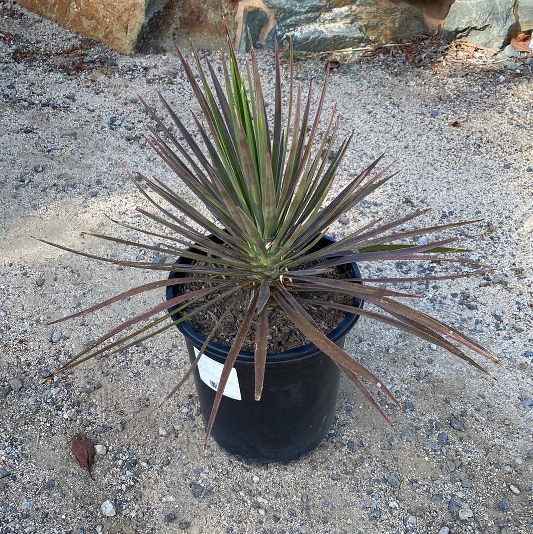 Yucca aloifolia 'Magenta Magic'