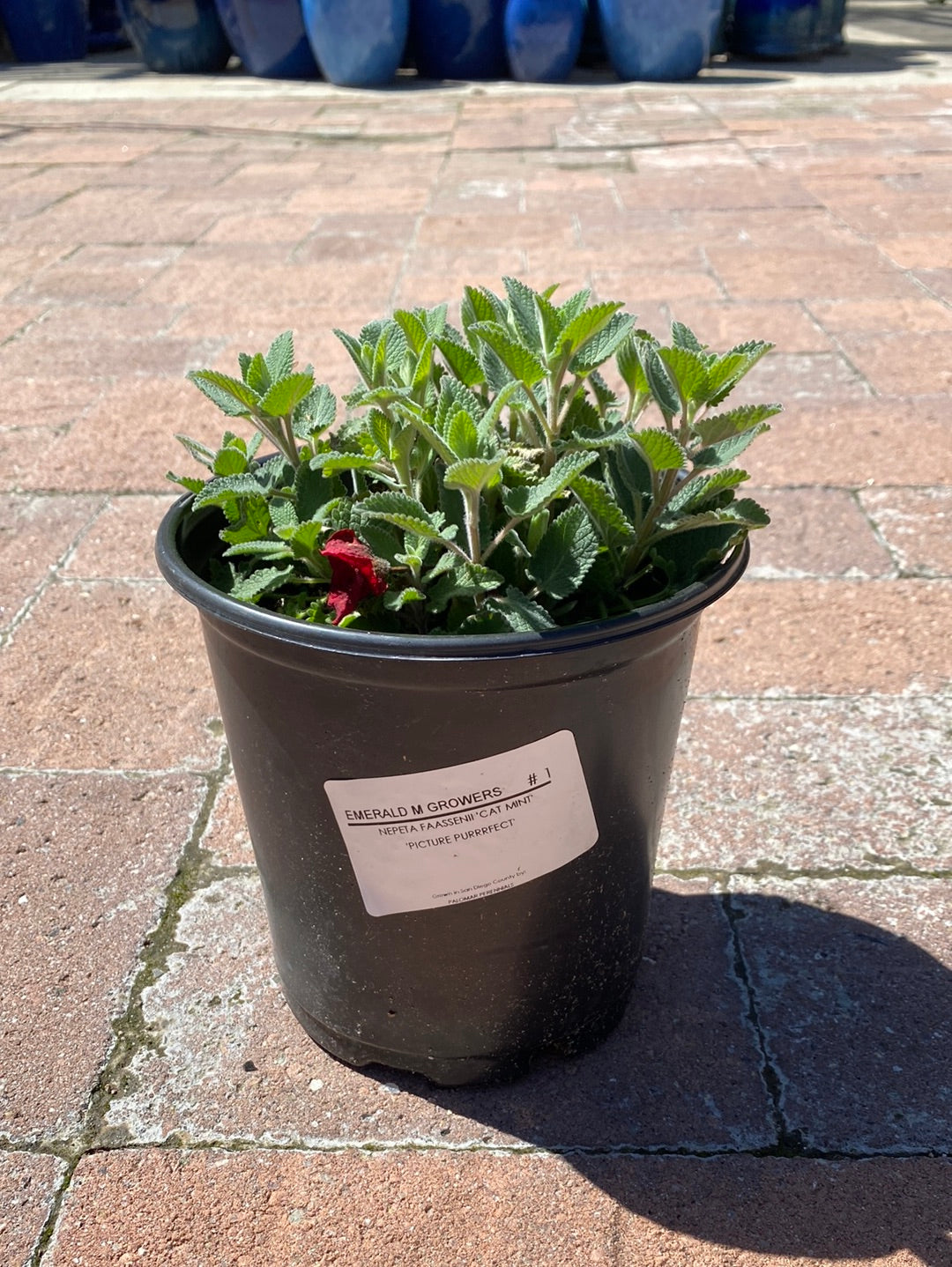 Nepeta faasenii ‘Picture Purrrfect’