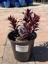 Load image into Gallery viewer, Euphorbia hybrid ‘Miners Merlot’