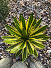 Load image into Gallery viewer, Agave lophantha &#39;Quadricolor&#39;