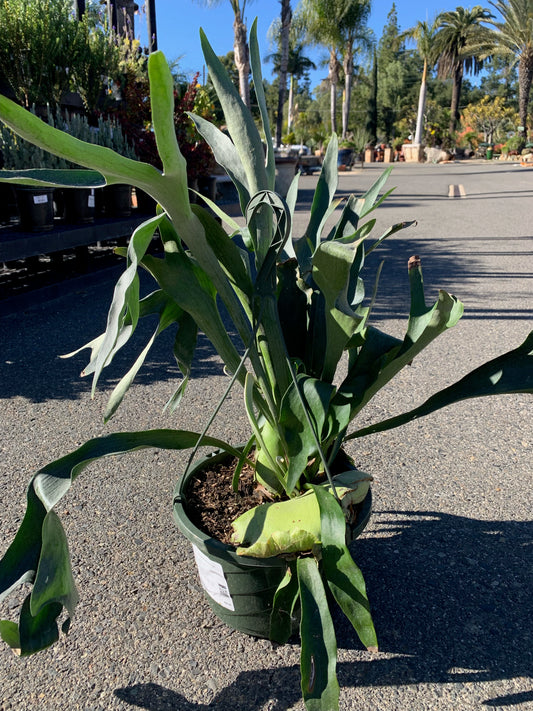 Platycerium bifurcatum